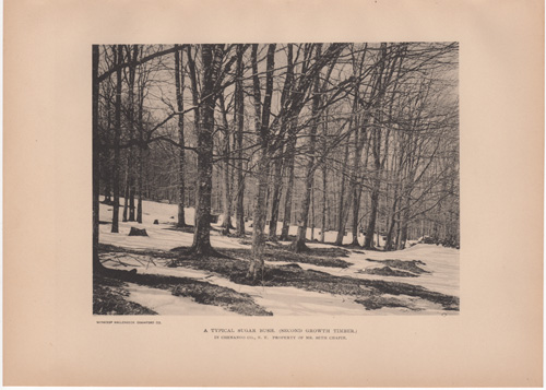 A typical sugar bush (second growth timber).  Norwich, Chenango Co., N.Y. Property of Mr. Seth Chapin.